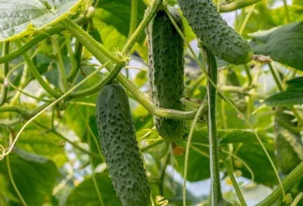 teaser-plant-hormones.jpg